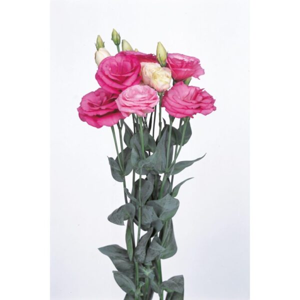 ⁦Lisianthus excalibur ll rose pink⁩ - الصورة ⁦1⁩