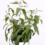 Lemon blush eucalyptus