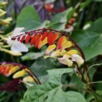 Mina lobata vine