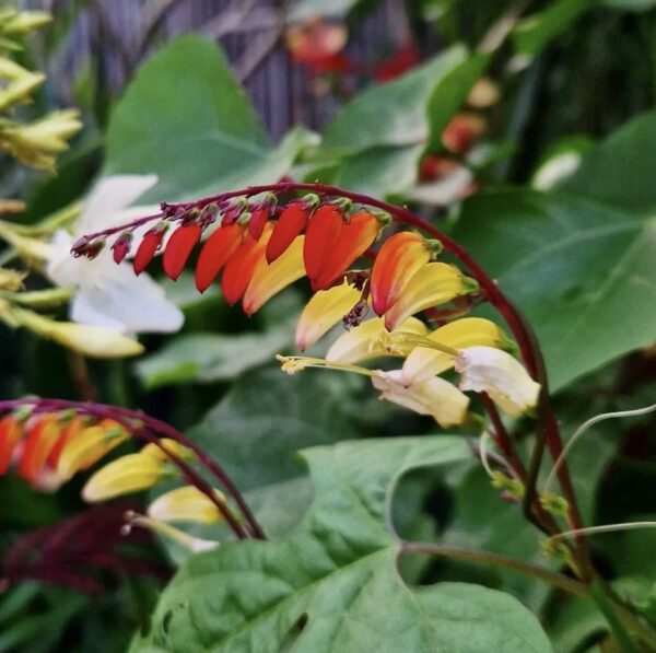 ⁦Mina lobata vine⁩ - الصورة ⁦1⁩
