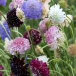 Mix of scabiosa