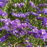 Statice lavender