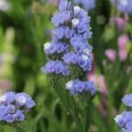 Statice pale blue
