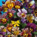 Viola cornuta brush strokes