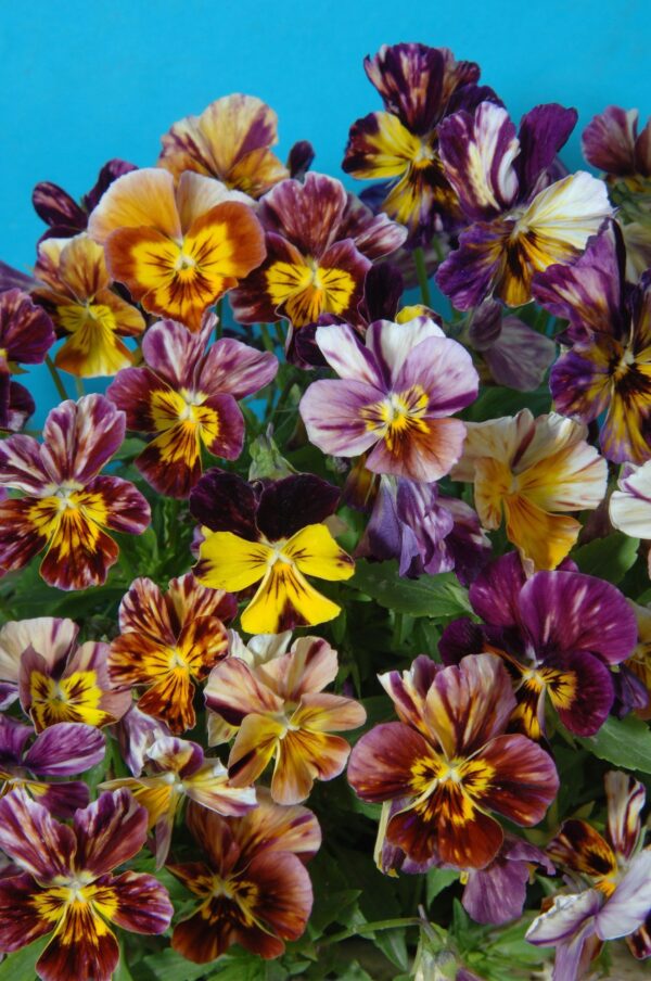 ⁦Viola cornuta brush strokes⁩ - الصورة ⁦1⁩