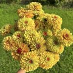 Queen lime peach zinnia