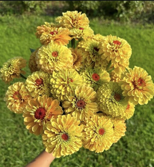 ⁦Queen lemon peach zinnia⁩ - الصورة ⁦1⁩
