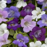 Asarina scandens mixture