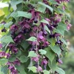 Purple bell vine