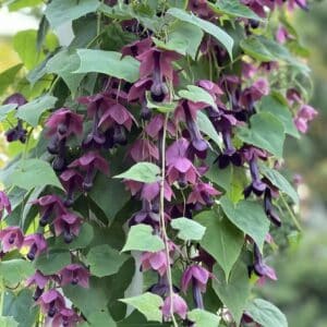 Purple bell vine