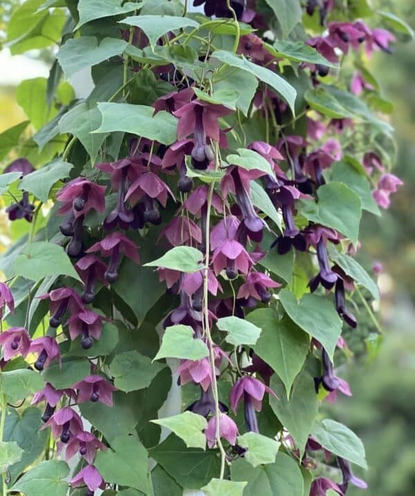 ⁦Purple bell vine⁩ - الصورة ⁦1⁩
