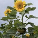 Mongolian Giant Sunflower