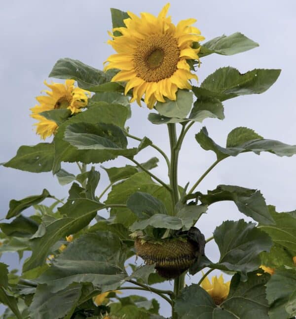 ⁦Mongolian Giant Sunflower⁩ - الصورة ⁦1⁩