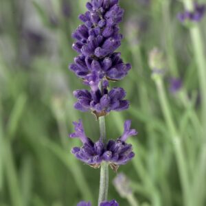 Lavender angustifolia scent blue early