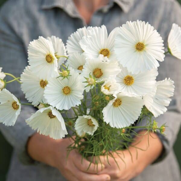 ⁦Cupcake white cosmos⁩ - الصورة ⁦1⁩