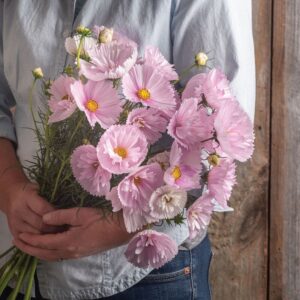 Cupcake blush cosmos