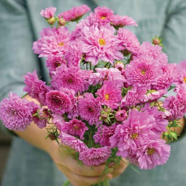 ⁦Double click bon bon cosmos⁩ - الصورة ⁦1⁩