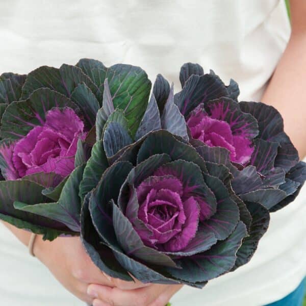⁦Crane red ornamental kale⁩ - الصورة ⁦1⁩