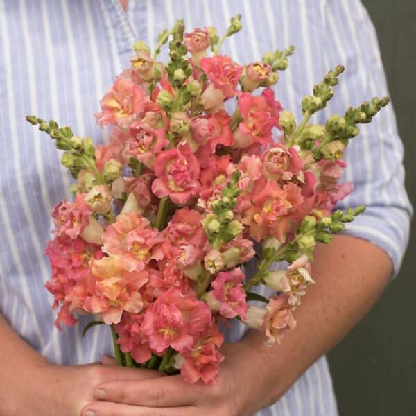 ⁦Madame butterfly bronze with white snapdragon F1⁩ - الصورة ⁦1⁩
