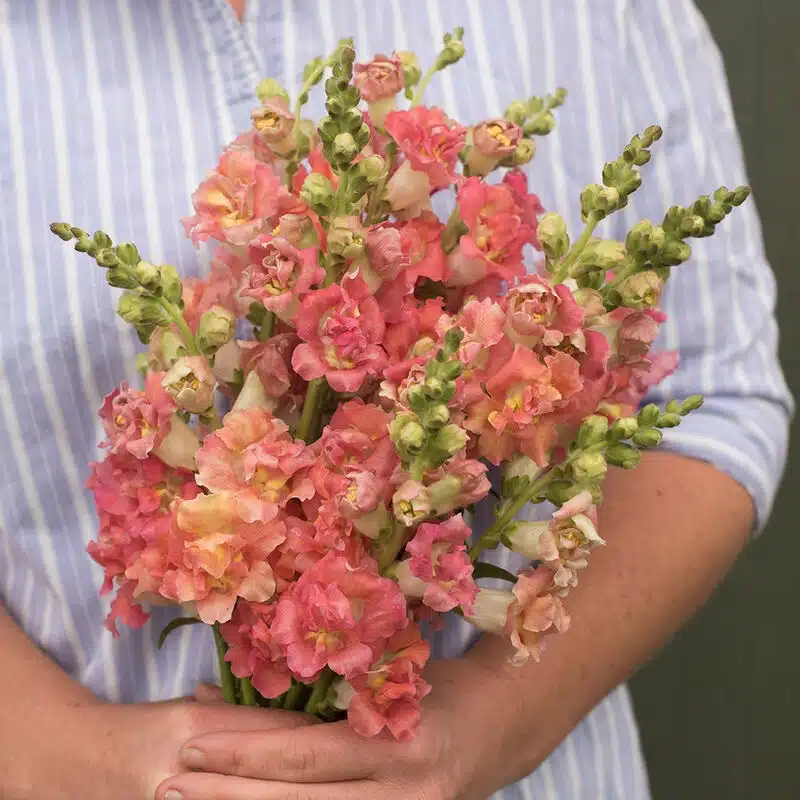 ⁦Madame butterfly bronze with white snapdragon F1⁩ - الصورة ⁦1⁩