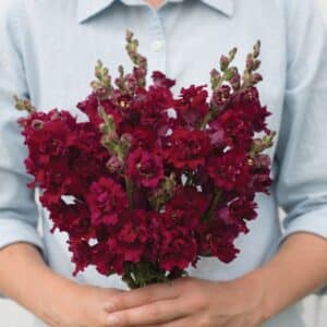 Madame butterfly red snapdragon F1