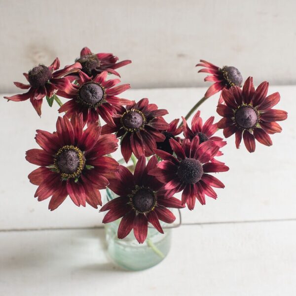 ⁦Cherry Brandy Rudbeckia⁩ - الصورة ⁦1⁩