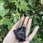 8 شتلات منوعه للطماطم new