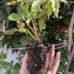 شتلة فراولة new