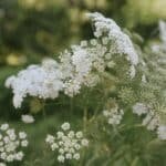 Ammi flower