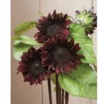 Red Hedge Sunflower f1