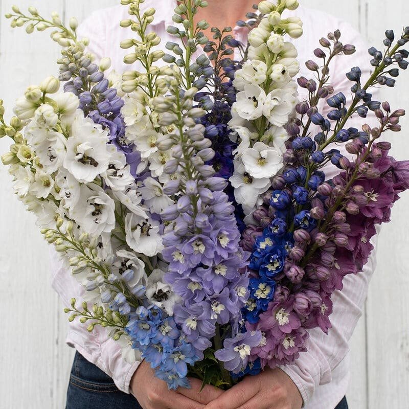 img_0849 Magic Fountains Mix Delphinium - الصورة 1