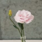 Arena III Baby Pink(F1) Lisianthus