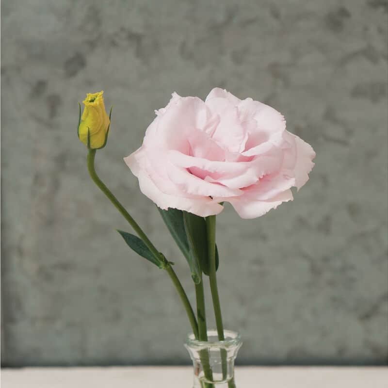 img_0850 Arena III Baby Pink(F1) Lisianthus - الصورة 1